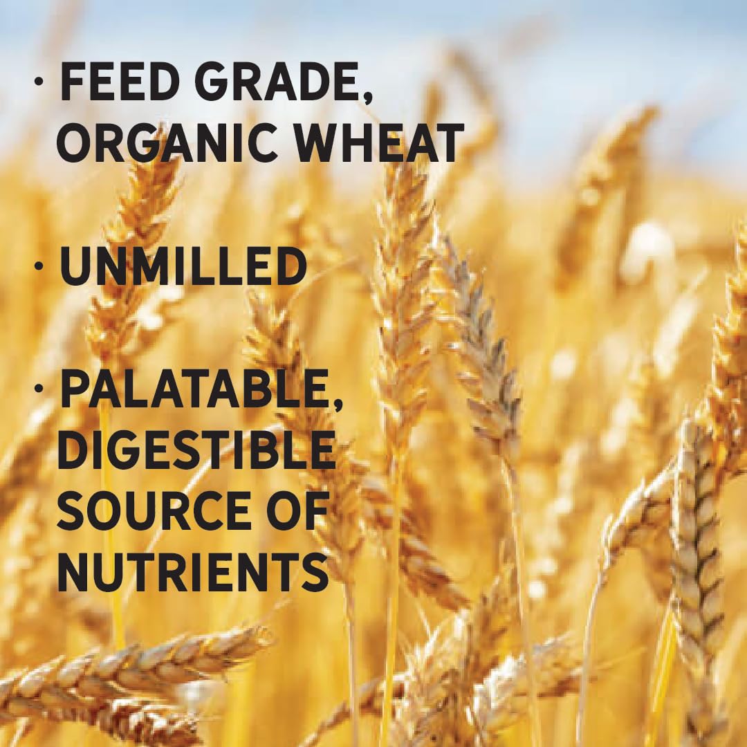 New Country Organics | Organic Wheat, Unmilled | Certified Organic And Non-Gmo | Feed Grade | 40 Lbs
