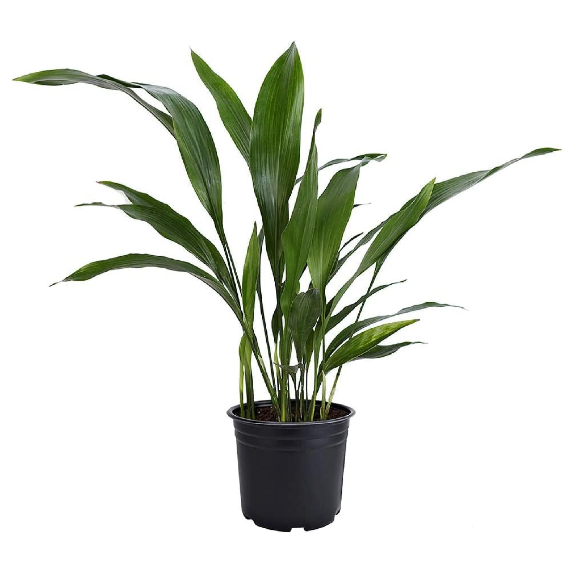 American Plant Exchange Cast Iron Plant - Live 6-Inch Potted Evergreen, Low-Maintenance Hardy Houseplant, Drought-Tolerant & Low