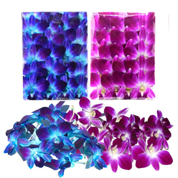 Miami Fresh Orchid Flower OrchidClub USA Sunne Tropical Loose Bloom DIY Lei, food & drink decoration 50/50 (BLUE & PURPLE)