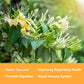 Olvvla Dried Honeysuckle Flowers - 100% Natural Loose Buds - 2.5oz/71g - Caffeine-free Tea