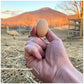 Generic Serama Micro Chicken Hatching Eggs, Traditional A/B Class, 12+ Count, Mixed Color