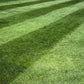 Lawn Synergy Lesco All-Pro Tall Fescue Grass Seed, 50 lbs - Drought-Tolerant, Heat & Shade Resistant, Insect-Resistant, Green