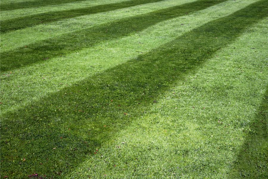 Lawn Synergy Lesco All-Pro Tall Fescue Grass Seed, 50 lbs - Drought-Tolerant, Heat & Shade Resistant, Insect-Resistant, Green