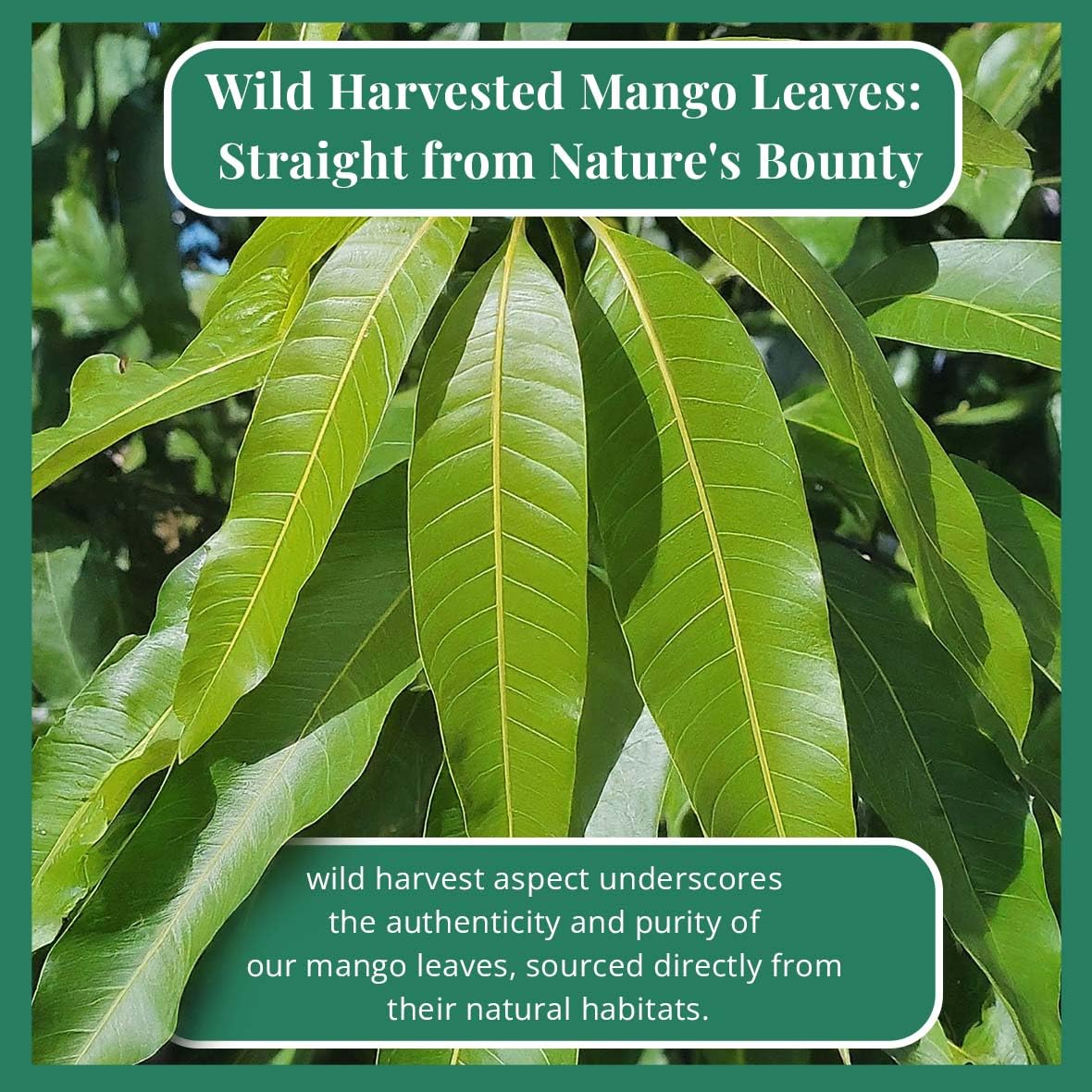 Akshit Dried Mango Leaves Loose Leaf Tea, Non-GMO, Caffeine-Free, 2.6oz