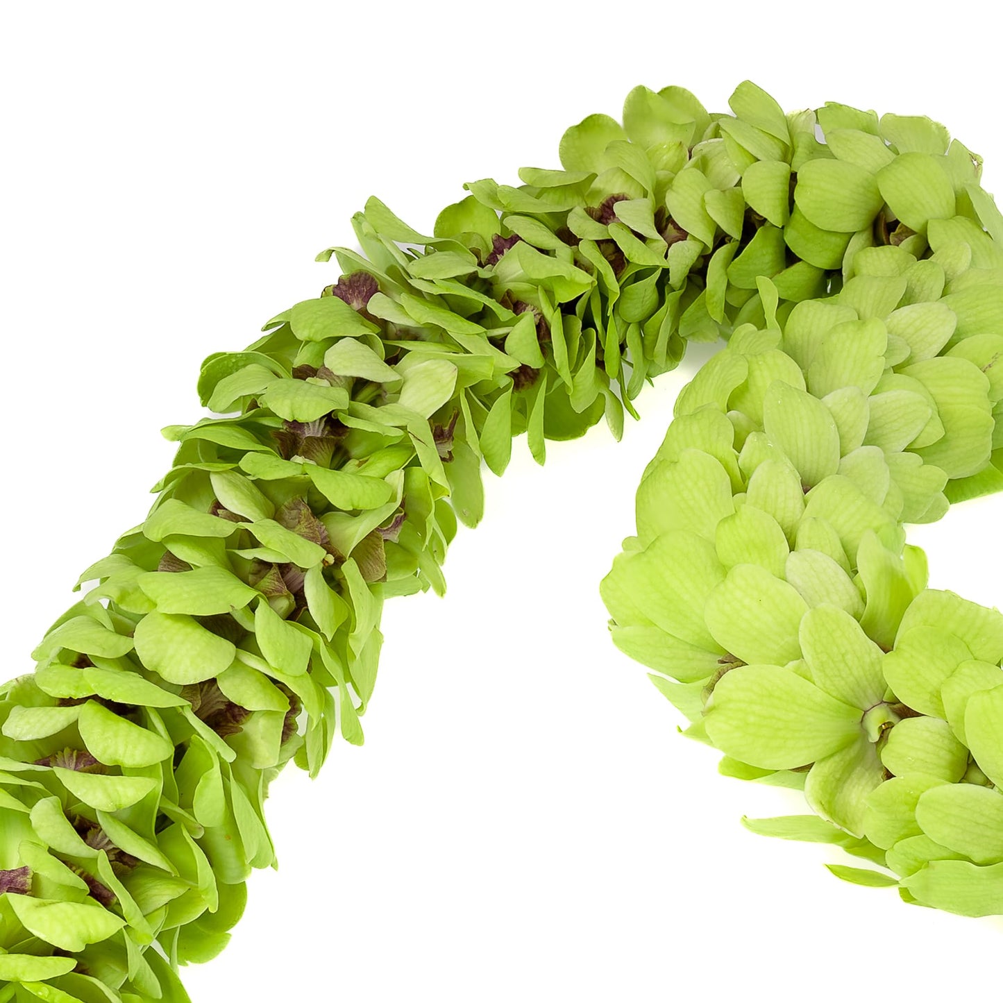 Fresh Cut Orchids Flower Leis, Fresh Orchids, Gorgeous Orchids: Long-Lasting Leis Made Of Fresh Cut Orchids, For Graduations, Pa