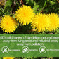 ULTHMOK Dandelion Leaf & Root Tea - 100 Tea Bags, Caffeine Free, Supports Digestion, 7.06 Oz