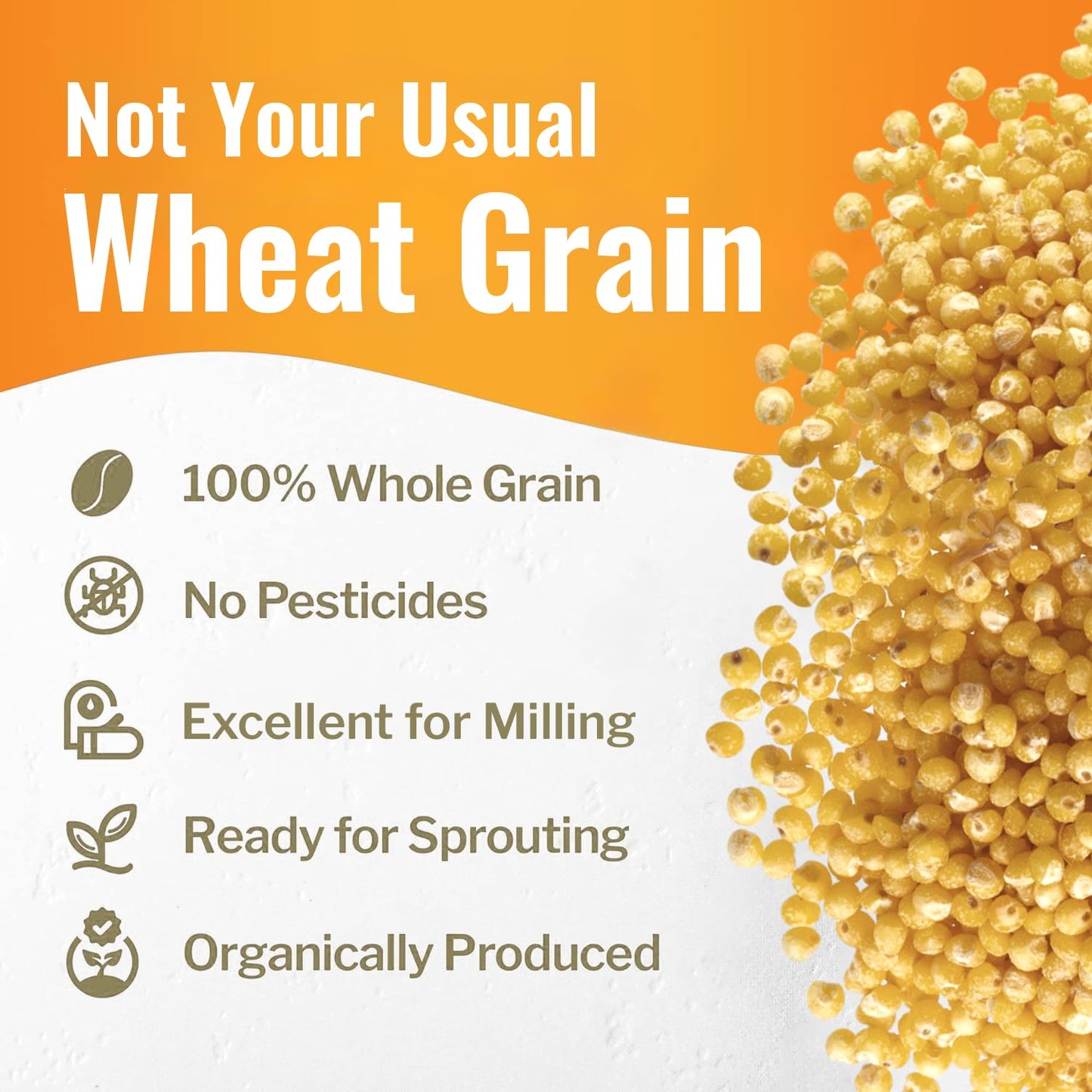 Grand Teton Organic White Millet - Gluten-Free Hulled Grain for Salads, Pilafs & Soups, 15 Pounds