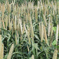 Usa Grown Organic Millet, Whole Grain Seeds Non Gmo Hulled Gluten Free Bulk Raw