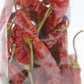 Tuttocalabria Dried Whole Calabrian Chili Peppers, Dry Peppers On Stem, Great For Cooking Or Decoration, All Natural, Non-Gmo, Product Of Italy, 20 Gram
