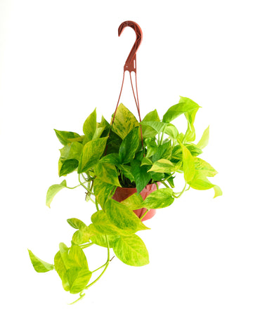 Shop Succulents Pothos Neon Queen Indoor Plant, Low Maintenance, 6 Inch Pot, Vibrant Neon Green and White Variegated Leaves
