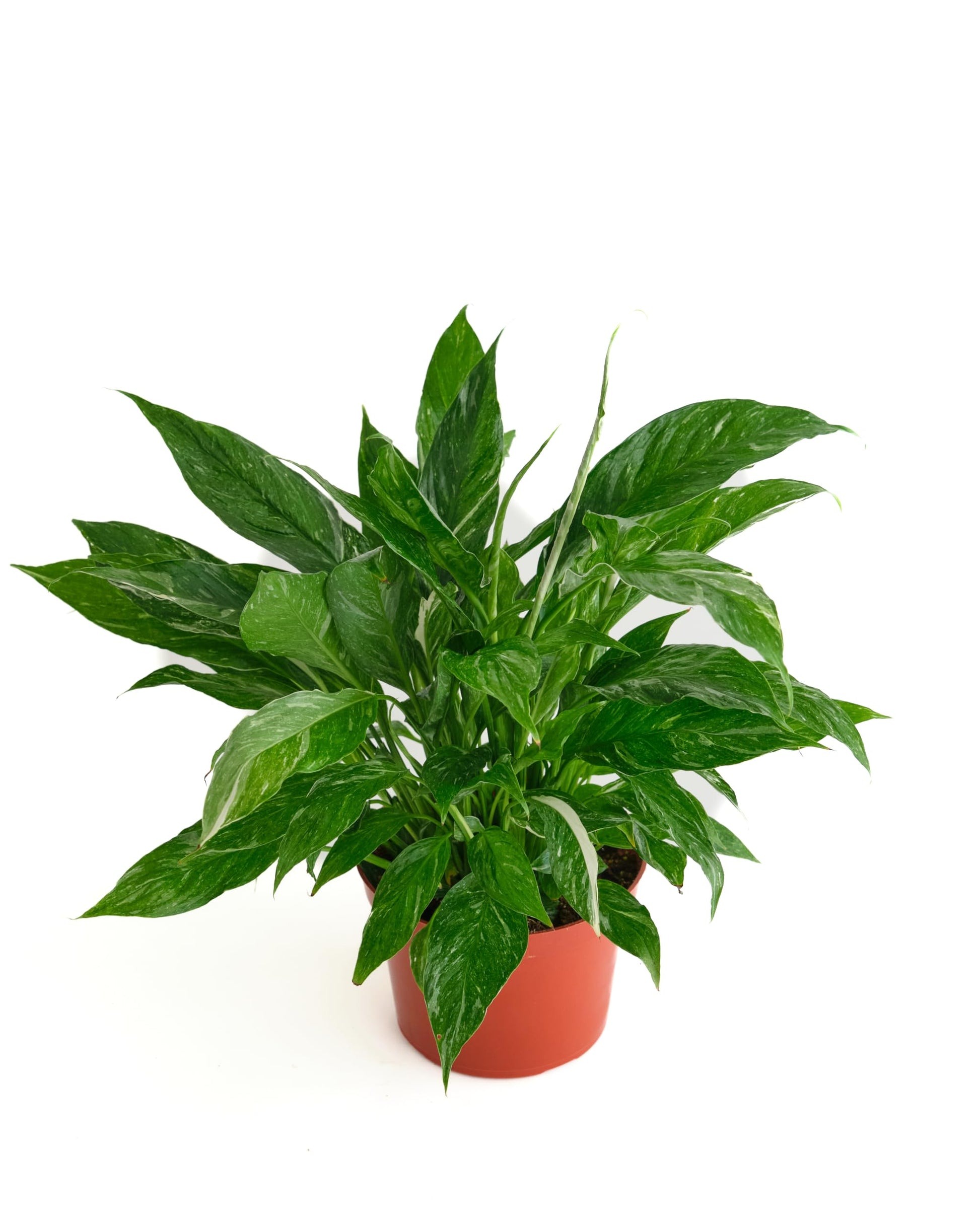 Shop Succulents Spathiphyllum Domino, Live Indoor Plant, Low Maintenance Peace Lily With Unique Variegated Leaves, Ideal For Hom