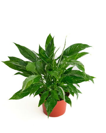 Shop Succulents Spathiphyllum Domino, Live Indoor Plant, Low Maintenance Peace Lily With Unique Variegated Leaves, Ideal For Hom