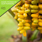 Nut Cravings Dry Fruits - Sun Dried Jumbo Medjool Dates, No Sugar Added (32Oz - 2 Lb) Packed Fresh In Resealable Bag - Sweet Sna