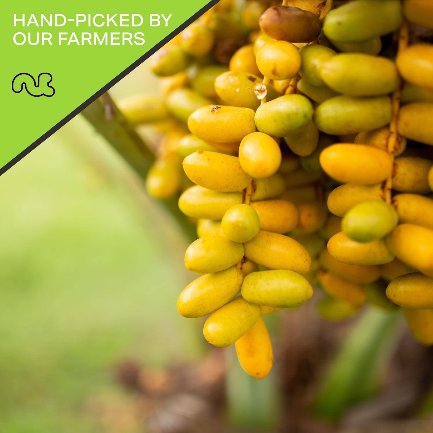 Nut Cravings Dry Fruits - Sun Dried Jumbo Medjool Dates, No Sugar Added (32Oz - 2 Lb) Packed Fresh In Resealable Bag - Sweet Sna