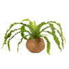 Better-Gro 17    Hanging Kokodama with Birds Nest Fern - Biodegradable, Natural Planter for Indoor/Outdoor Spaces, Sustainable H