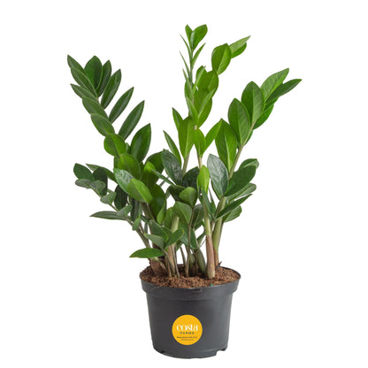 Costa Farms ZZ Live Indoor Tabletop Plant in 6-Inch Grower Pot