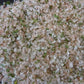 Peg'S Pink Salt - Gourmet Seasoning - All Purpose For Cooking - Salt With Herbs And Spices - No Msg - No Sugar - 16 Oz