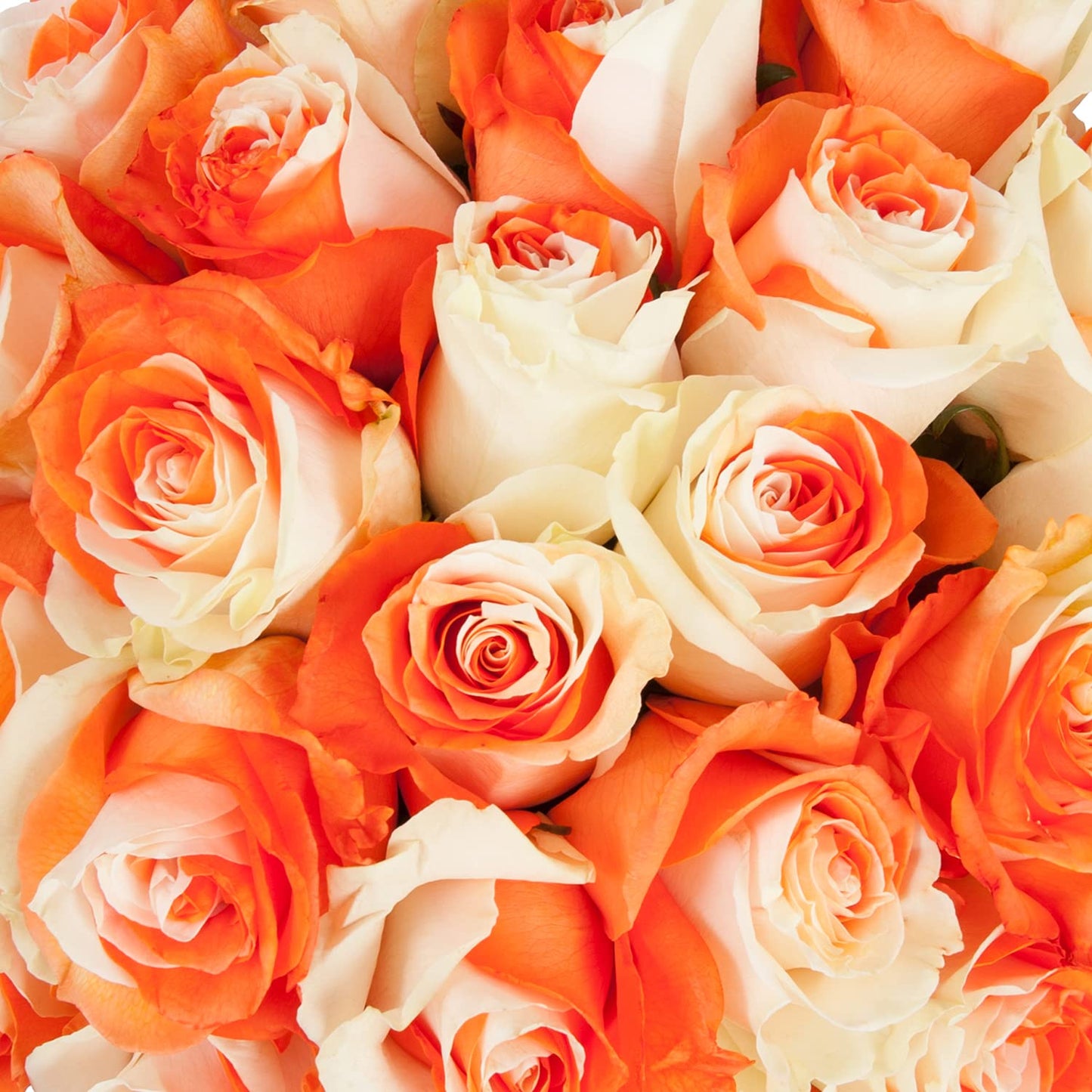 Blommingmore | Fresh Cut Flowers | Natural Tinted Orange And White Roses | 75 Stems - 50Cm | Home, Office, Wedding Decor, Diy, P