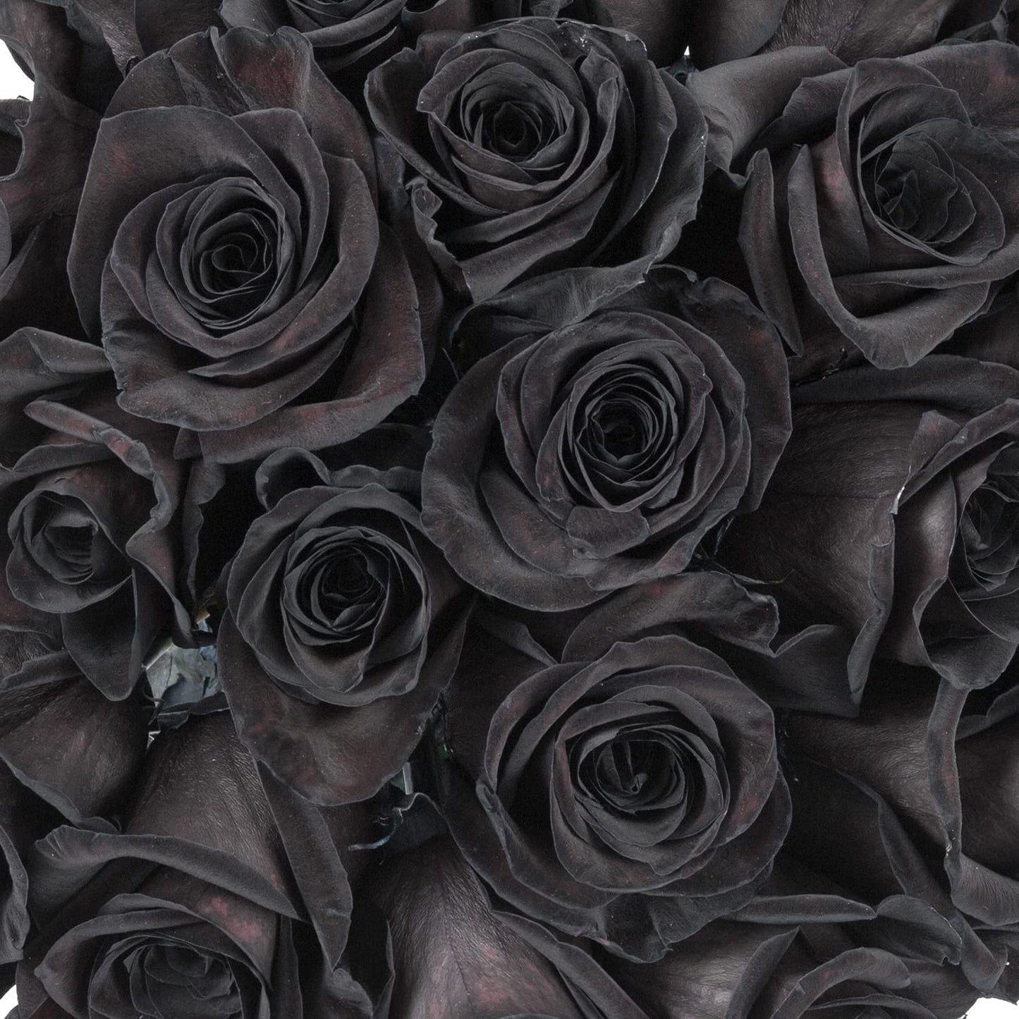 Bloomingmore | Fresh Cut Flowers | Black Roses | 50 Stems - 20 In | Home, Office, Wedding Decor, Diy, Party Event, Housewarming,