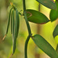 Bakto Flavors Vanilla Beans - 10 Vanilla Beans from Tanzania, 18.2 cm x 4 cm, Pecan Color