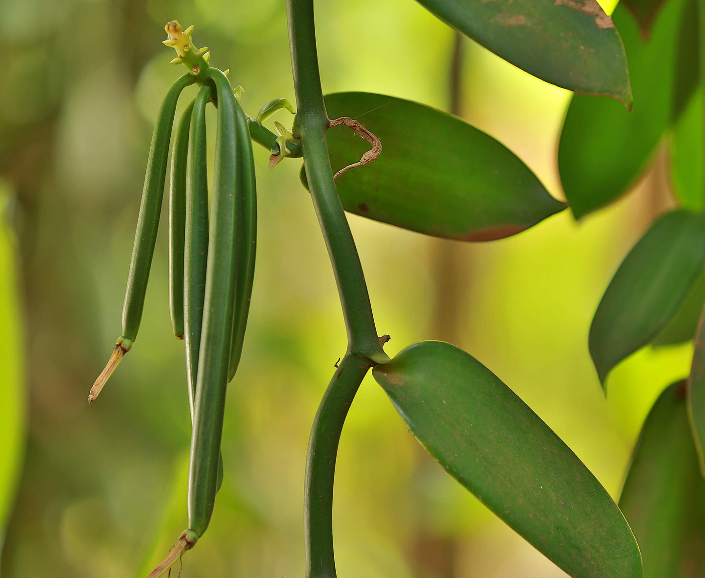 Bakto Flavors Vanilla Beans - 10 Vanilla Beans from Tanzania, 18.2 cm x 4 cm, Pecan Color