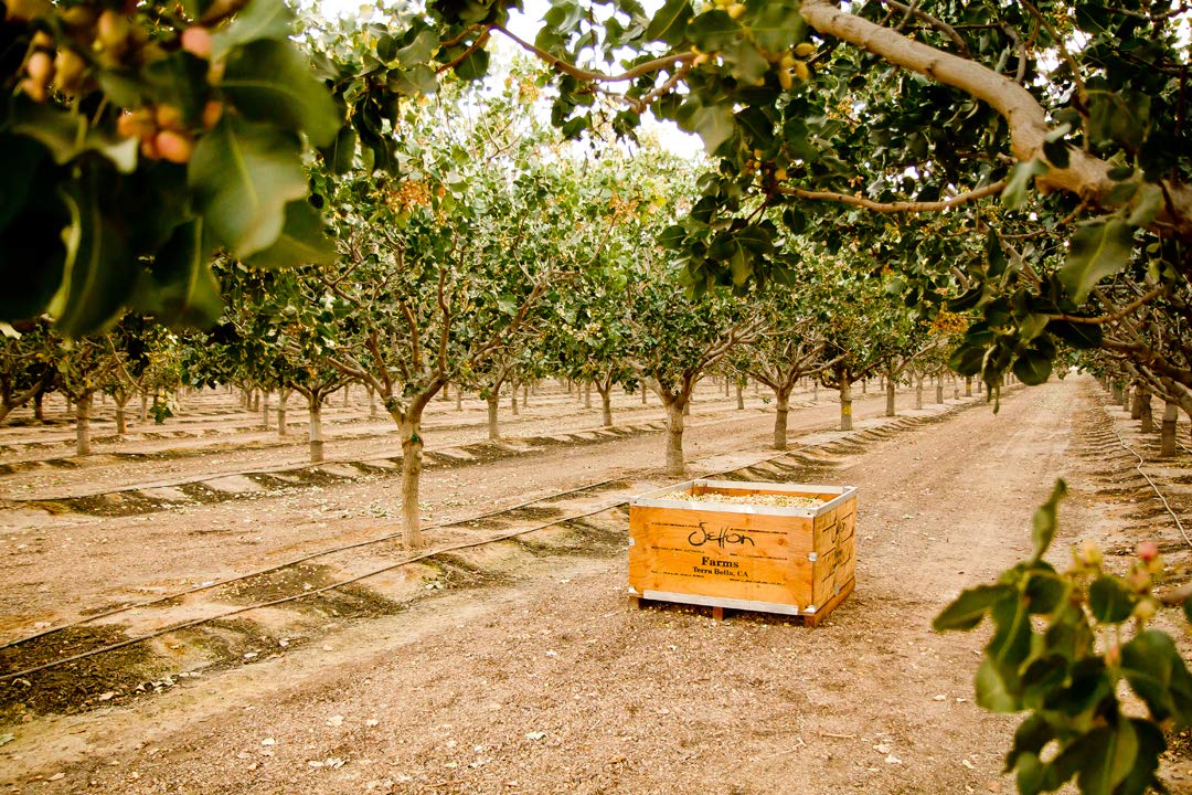 Setton Farms Roasted Salted Pistachios, 25 lb Bulk Box, Non-GMO, Gluten Free, Vegan, Kosher In Shell Nuts