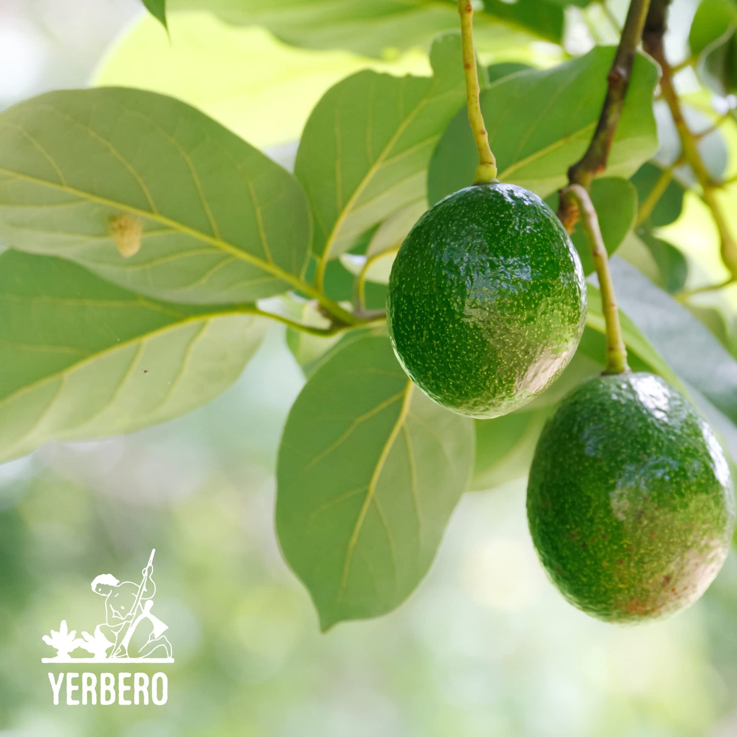 YERBERO Dried Avocado Leaf - Aromatic, Strong Smell, 2 oz (56g), 100% All Natural, Non-GMO, Gluten-Free