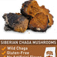 Olvvla Chaga Tea Bags - 100% Wild Natural Herbal Tea - Caffeine Free - 50 Count