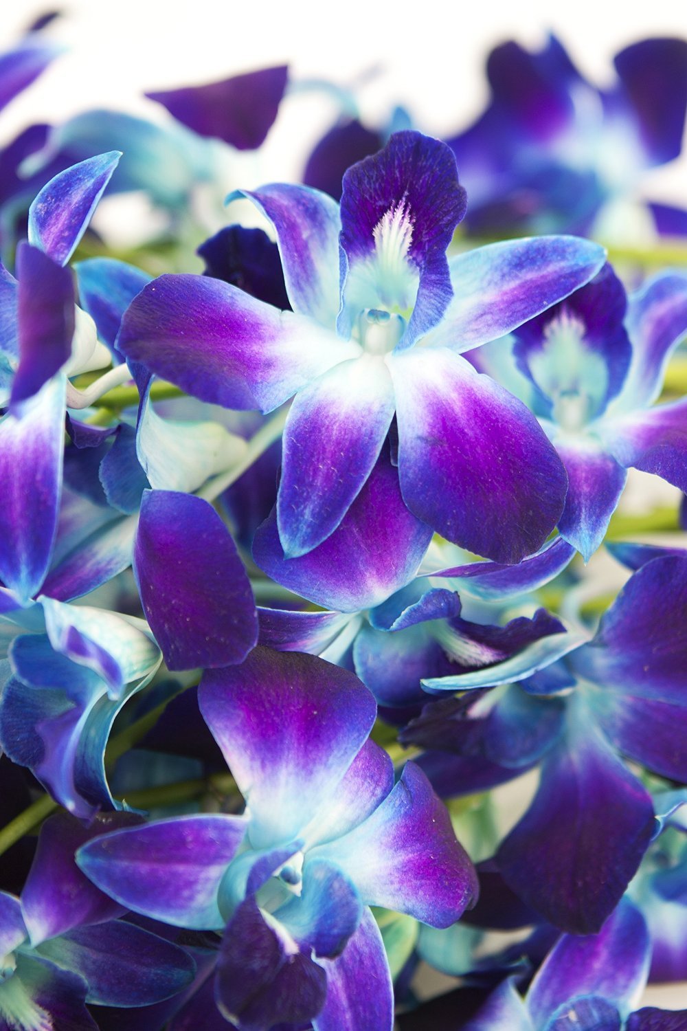 Eflowerwholesale - Premium Cut Blue Orchids (10 Stems Orchid With Rhinestone Mesh Ribbon Vase)
