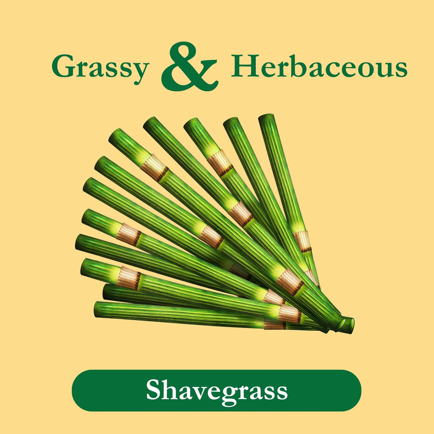 Tadin Shavegrass Tea - Herbal, Caffeine Free, 24 Tea Bags per Box, Pack of 6