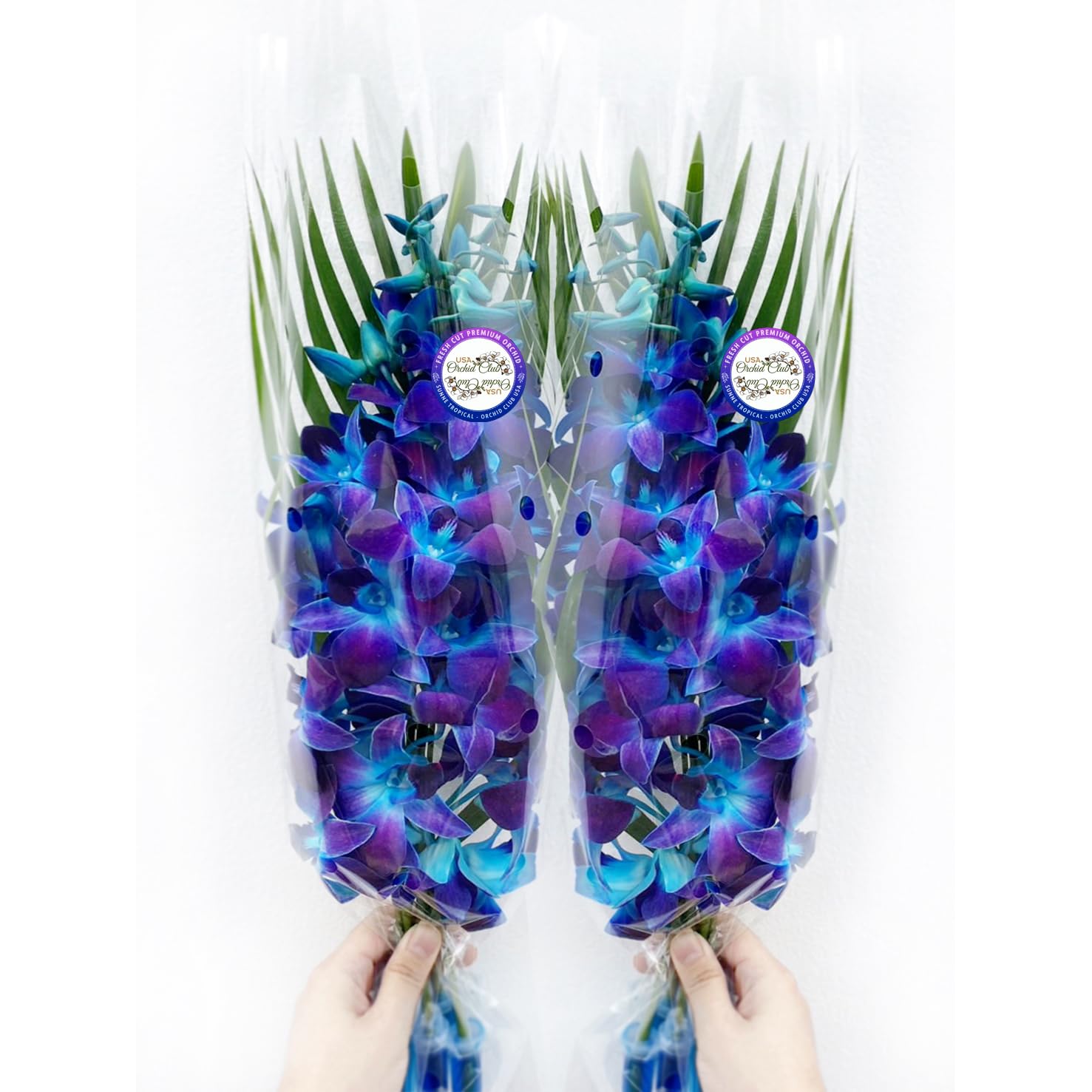 Sunne Tropical OrchidClub USA Fresh Cut Flowers Dendrobium Orchids (10 Stems Blue)