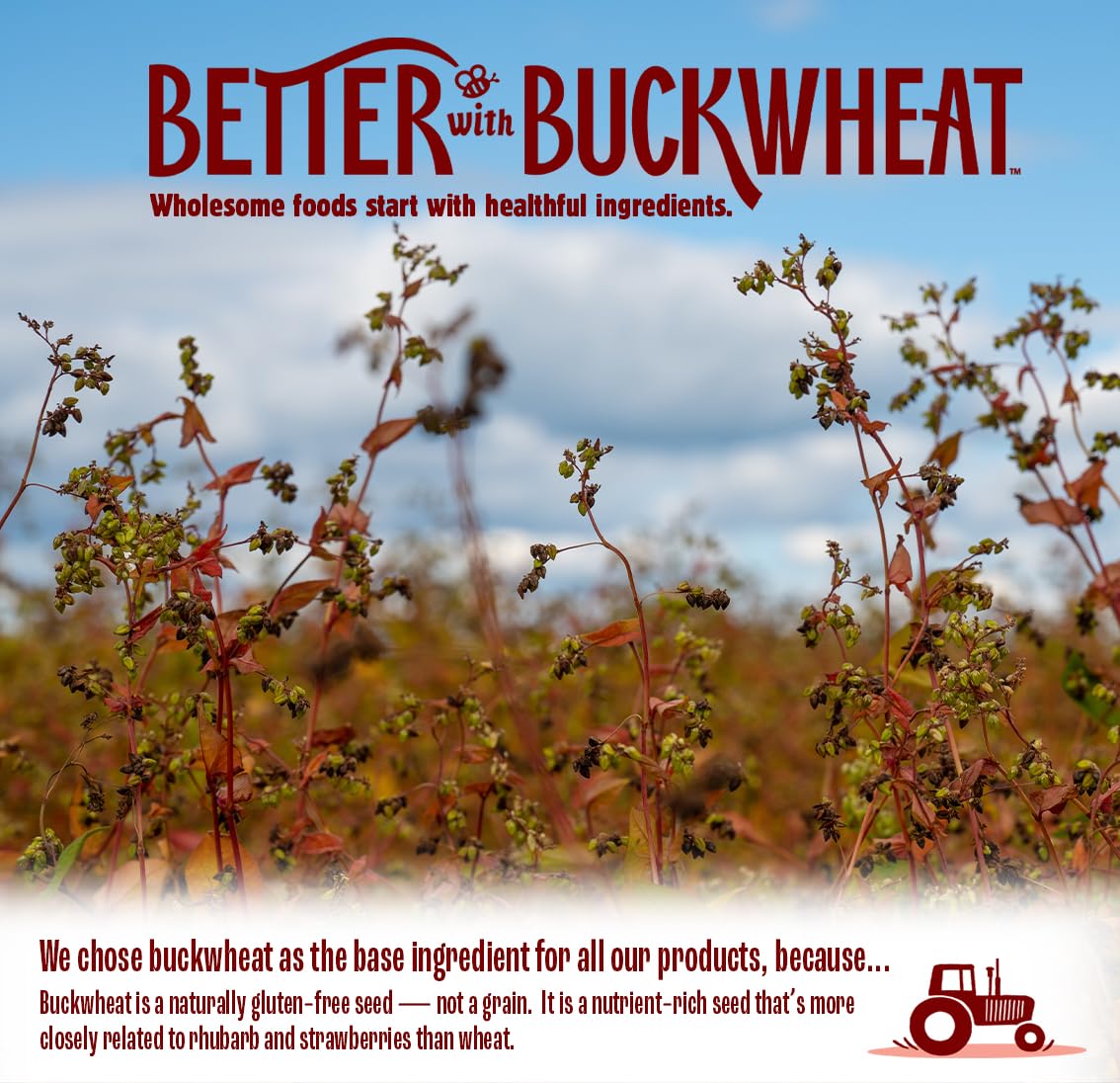 Better with Buckwheat Sea Salt Crackers, Complete Protein, Gluten-Free Crackers, Healthy Snack Crackers, Grain-Free, Non-GMO, Su