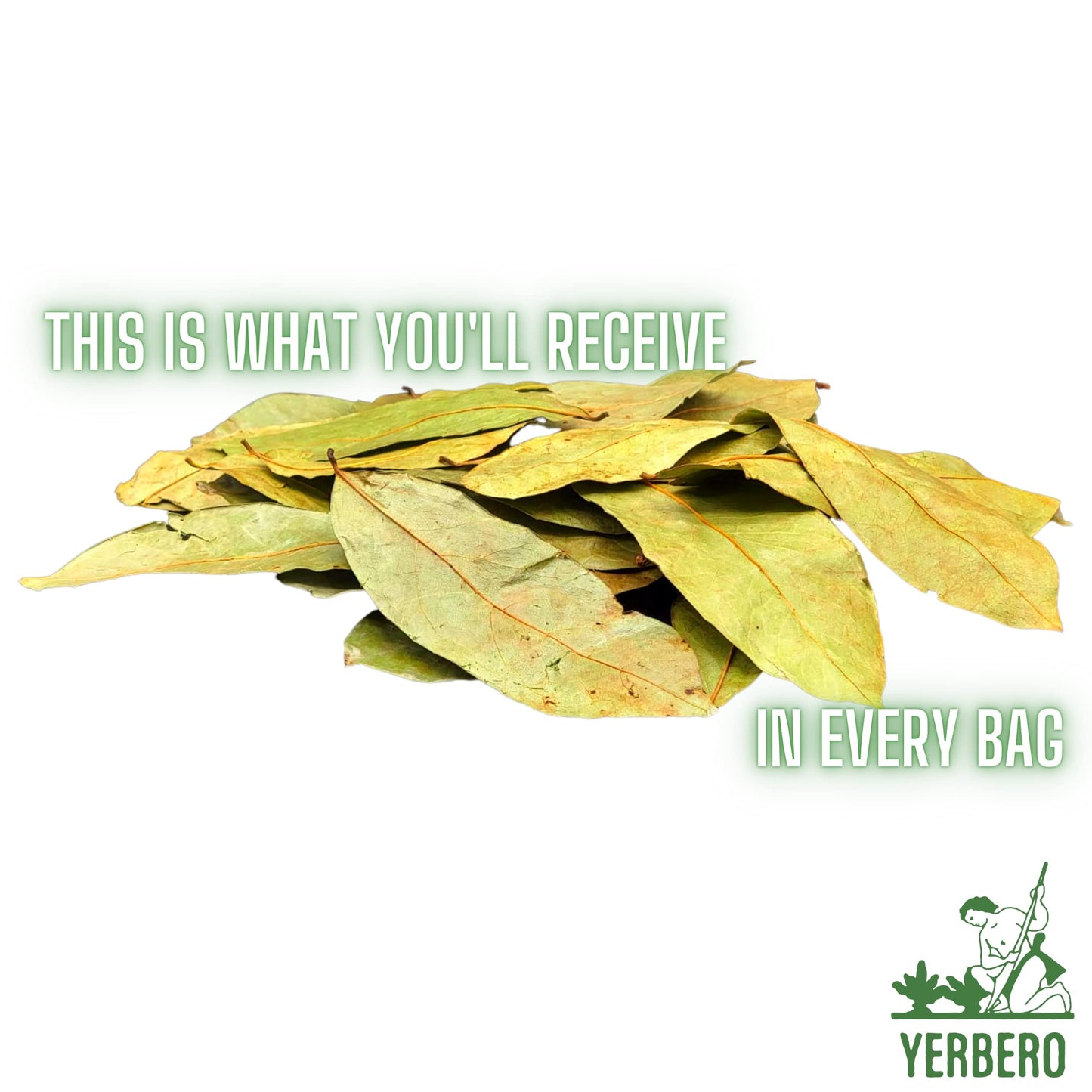 Yerbero - Whole Wildcrafted Dried Graviola Soursop Leaves 1 Lb (453G - 1300+ Leaves Per Bag) Hoja De Guanabana Seca, Crafted By