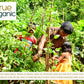 True Organic Ceylon Curry Leaves, 1 Oz, Premium Grade, Gluten Free, Usda & Kosher Certified, Non-Gmo.
