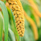 Food to Live Hulled Millet, 9 Pounds - Whole Grain Seeds, Kosher, Raw, Bulk