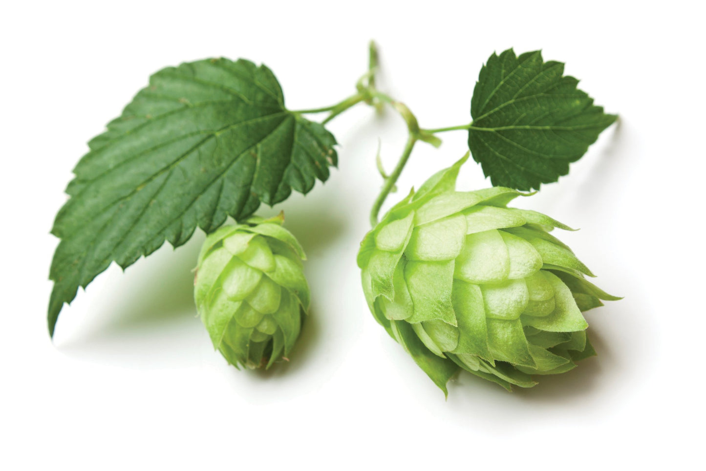 Hops Flowers - Dried Humulus Lupulus Loose Tea From 100% Nature (4 Oz)