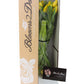Blooms2Door 30 Yellow Tulips - Fresh Farm-Grown Flowers for Birthdays, Sympathy, Anniversaries, and More