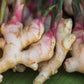 Organic Fresh Ginger Roots Snow Hill Himalayan Ginger Roots - Product Of Mt. Everest Country, Nepal | If Need Fresh Batch, Choos