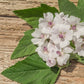 Jovvily Marshmallow Root - 8 Oz - Cut & Sifted - Herbal Tea