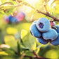 Pure Blueberry Extract For Baking And Flavoring - 4 Oz - Premium Quality Natural Flavors For Baked Goods, Desserts, & Cooking