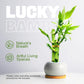 3 Stalks Lucky Bamboo Plants Indoor Live - Multi-Height Set (2X4 & 1X6) For Good Luck & Prosperity - Easy Care Houseplant, Home Office Decor Gift Ready
