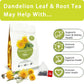 SAMCCI Dandelion Leaf & Root Tea Bags, 50 Count, Caffeine Free Herbal Tea for Digestive Support and Immune Health