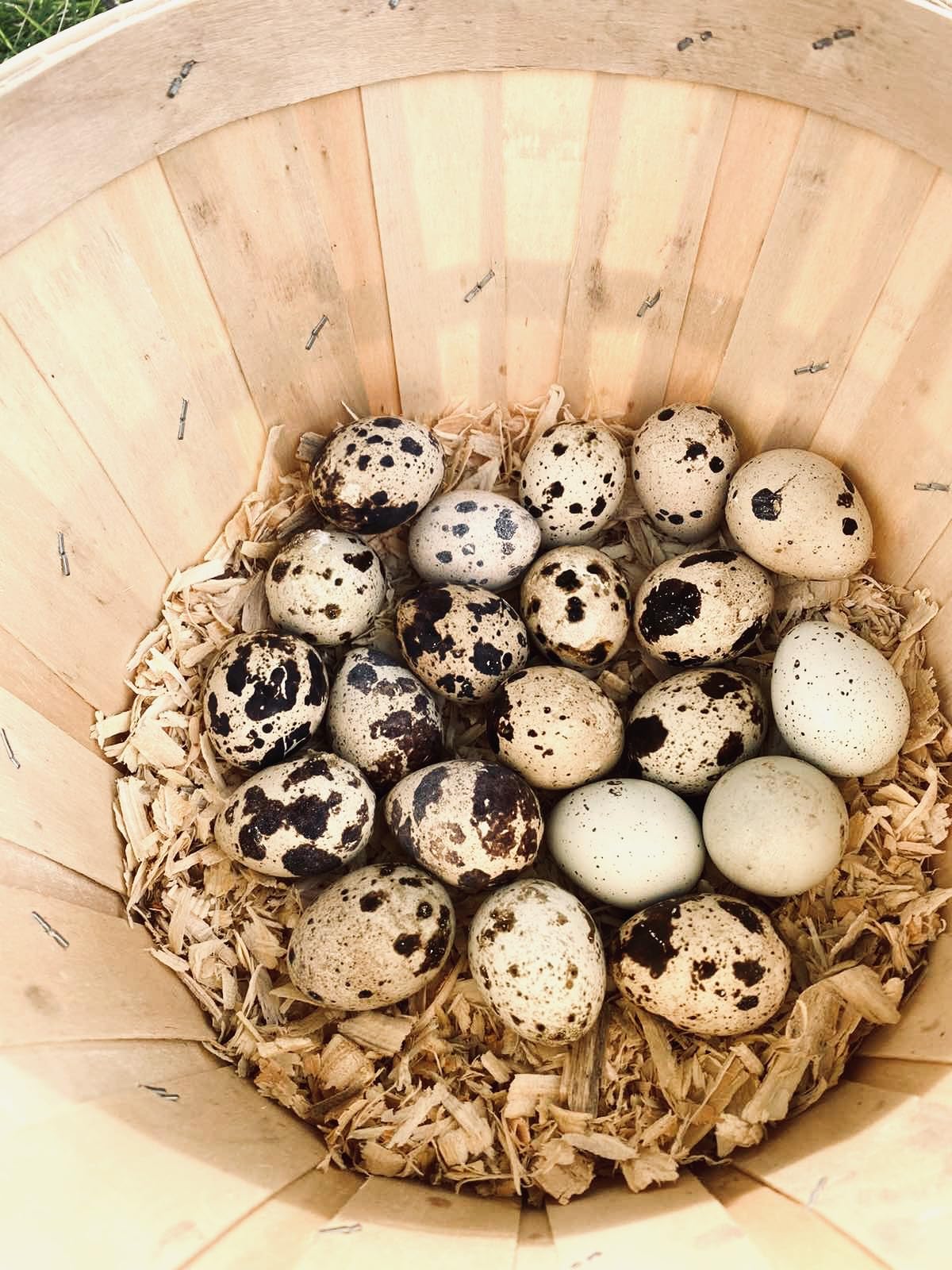 SILVERBROOK EGGS FARM Fresh Quail Eggs - LAID IN THE USA (5 DOZEN (60 EGGS))