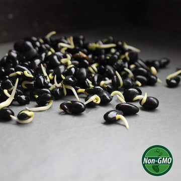 Organic Black Soy Beans - 5 Lb - Black Soybeans - For Cooking, Making Tofu & Soymilk / Soya Milk
