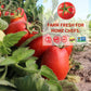 Dei Fratelli Whole Tomatoes (28 Oz. Cans, 6 Pack) - Vine-Ripened - Non-Gmo
