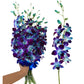 Sunne Tropical Orchidclub Usa Fresh Cut Flowers Dendrobium Orchids (10 Stems Blue)