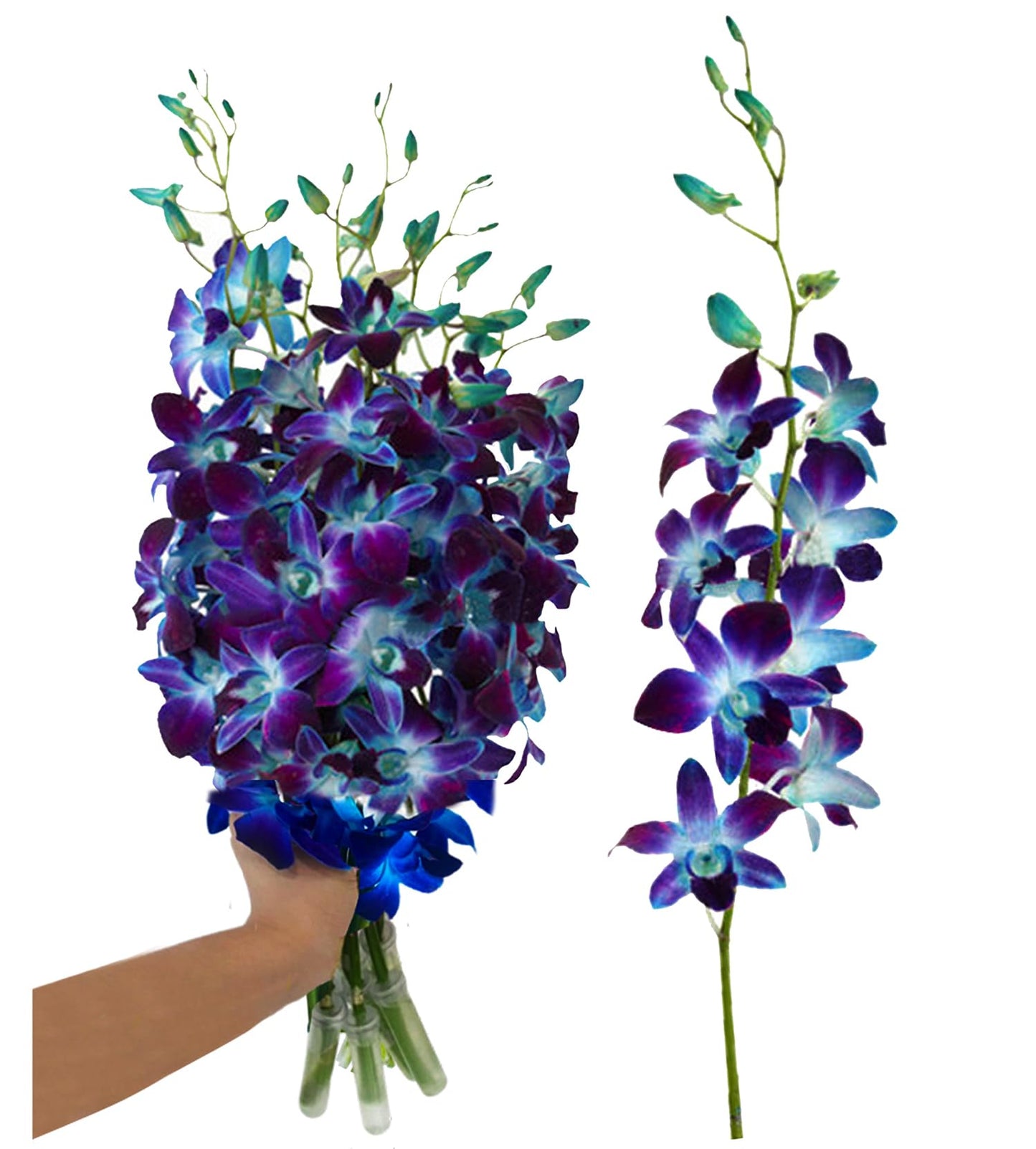 Sunne Tropical Orchidclub Usa Fresh Cut Flowers Dendrobium Orchids (10 Stems Blue)