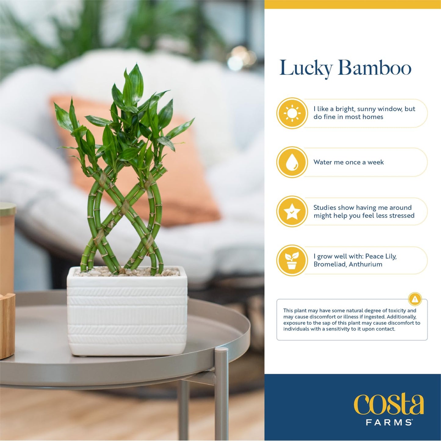 Costa Farms Lucky Bamboo Plant, Easy To Grow Live Houseplant In Indoor Bamboo Pot, Potting Mix, Growers Choice, Birthday Gift, Home, Office, Plant Shelf Zen Room Decor, 12-Inches Tall