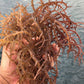 KARIBBEAN FLAVOURS Premium Irish Moss Superfood, 8 Oz, Non-GMO, Organic, Vegan, Hand Picked, Sun Dried