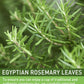 Olvvla Rosemary Tea Bags - 1.5g, 60 Count - Pure Natural Dried Rosemary Leaves, Non-GMO, Caffeine-free, Support Digestion